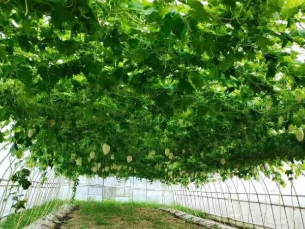 苹果苦瓜6月上市，到底是苦是甜？