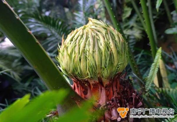 与恐龙同时代的“植物活化石”,你在南宁见过吗? 与恐龙同时代的“植物活化石”,你在南宁见过吗?