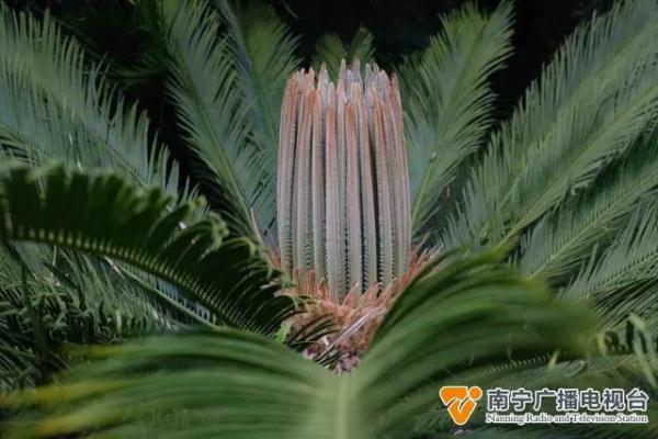 与恐龙同时代的“植物活化石”,你在南宁见过吗? 与恐龙同时代的“植物活化石”,你在南宁见过吗?