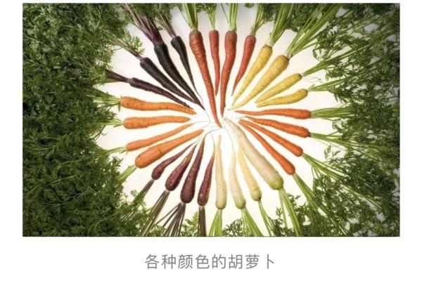 冷知识：胡萝卜其实并不是“萝卜” 最早也不是橙色