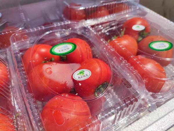 把600吨蔬菜送往上海：再远再累，终于抵达