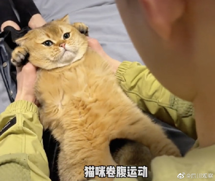 逐渐上头!果然没有一口猫粮是白吃的 逐渐上头!果然没有一口猫粮是白吃的