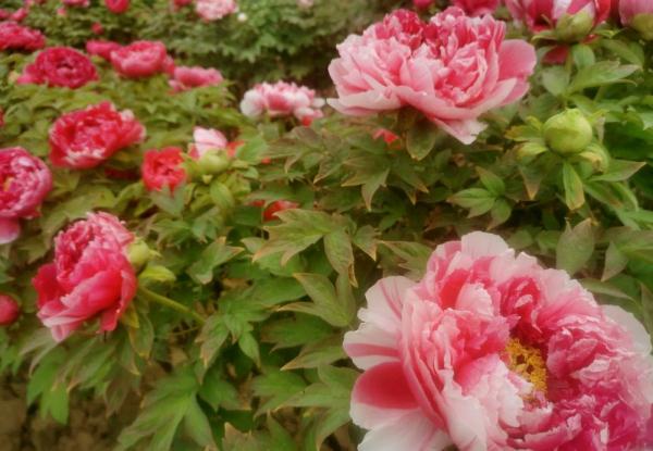 一朵花的力量——“中国牡丹之都”菏泽走访记