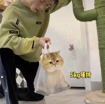逐渐上头!果然没有一口猫粮是白吃的 逐渐上头!果然没有一口猫粮是白吃的