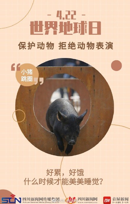 世界地球日 | 动物表演背后的真相 ,令人心疼 世界地球日 | 动物表演背后的真相 ,令人心疼