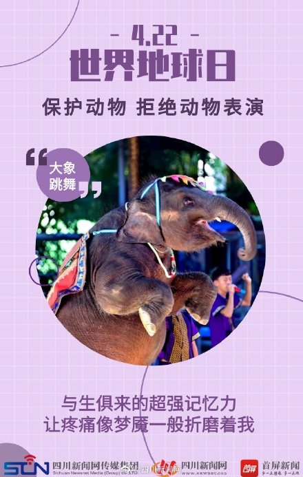 世界地球日 | 动物表演背后的真相 ,令人心疼 世界地球日 | 动物表演背后的真相 ,令人心疼