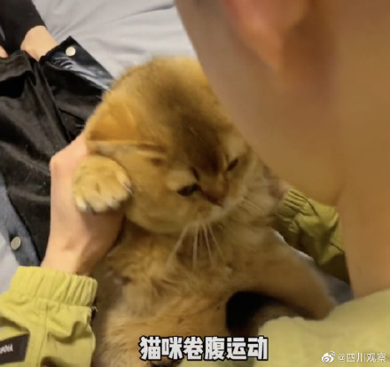 逐渐上头!果然没有一口猫粮是白吃的 逐渐上头!果然没有一口猫粮是白吃的