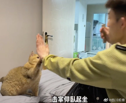 逐渐上头!果然没有一口猫粮是白吃的 逐渐上头!果然没有一口猫粮是白吃的