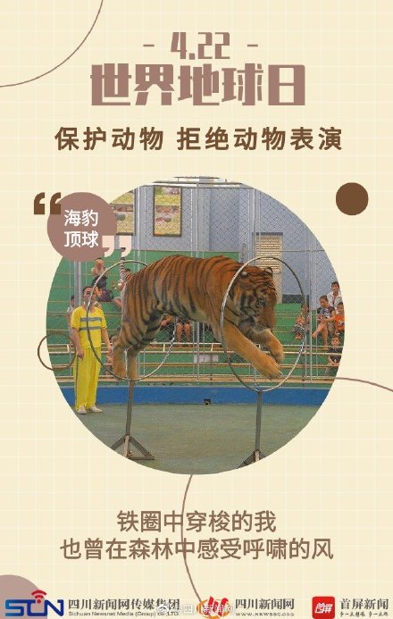 世界地球日 | 动物表演背后的真相 ,令人心疼 世界地球日 | 动物表演背后的真相 ,令人心疼