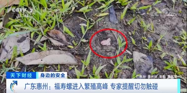 千万别碰!体内寄生虫或达6000条,这种螺能不吃就不吃! 千万别碰!体内寄生虫或达6000条,这种螺能不吃就不吃!