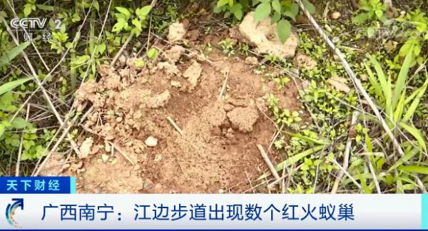 “蚁出没”，有人被咬伤！当心，或致休克、致死
