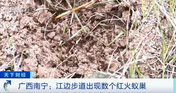 “蚁出没”，有人被咬伤！当心，或致休克、致死