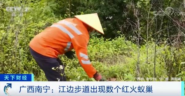 “蚁出没”，有人被咬伤！当心，或致休克、致死