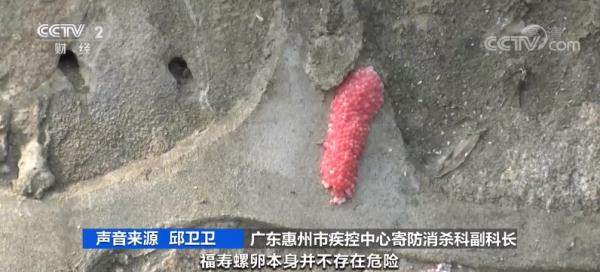 千万别碰!体内寄生虫或达6000条,这种螺能不吃就不吃! 千万别碰!体内寄生虫或达6000条,这种螺能不吃就不吃!