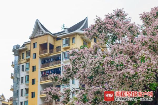 南宁街头仪花盛放,“仪”态万方!但它会散发出“脚气”味…… 南宁街头仪花盛放,“仪”态万方!但它会散发出“脚气”味……