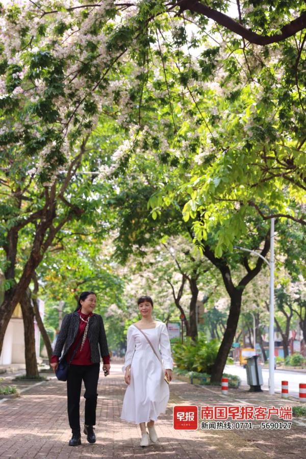 南宁街头仪花盛放,“仪”态万方!但它会散发出“脚气”味…… 南宁街头仪花盛放,“仪”态万方!但它会散发出“脚气”味……