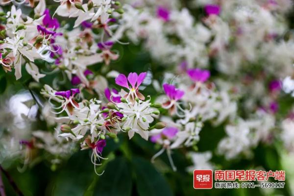 南宁街头仪花盛放,“仪”态万方!但它会散发出“脚气”味…… 南宁街头仪花盛放,“仪”态万方!但它会散发出“脚气”味……