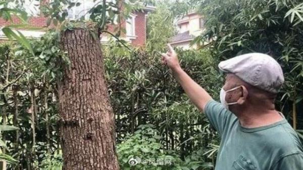 修剪自买的树却被罚14万？《民法典》怎么看？