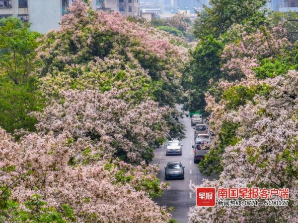 南宁街头仪花盛放,“仪”态万方!但它会散发出“脚气”味…… 南宁街头仪花盛放,“仪”态万方!但它会散发出“脚气”味……