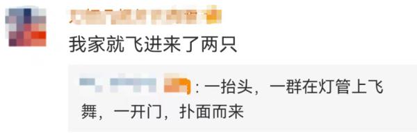 小心！这些小飞虫又成群出现！广州未来几日高温+雨雨雨…