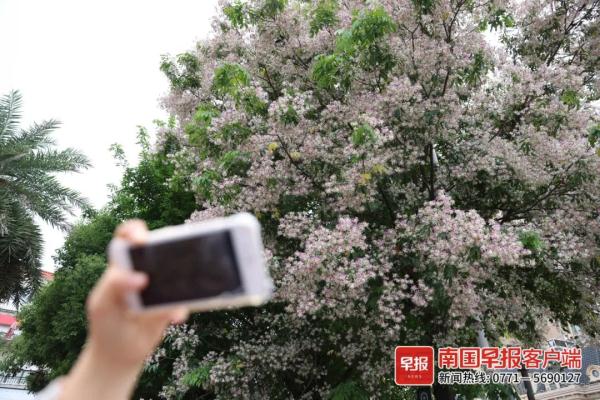 南宁街头仪花盛放,“仪”态万方!但它会散发出“脚气”味…… 南宁街头仪花盛放,“仪”态万方!但它会散发出“脚气”味……