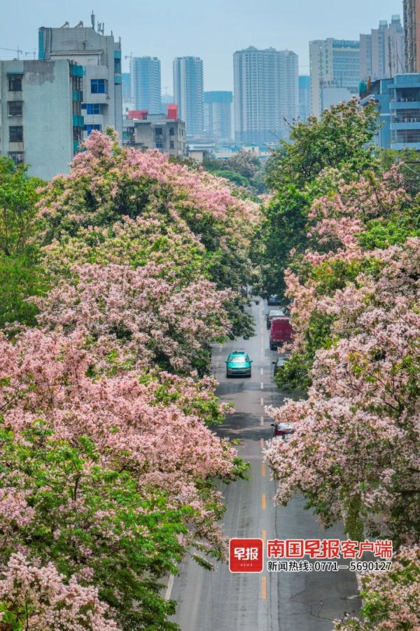 南宁街头仪花盛放,“仪”态万方!但它会散发出“脚气”味…… 南宁街头仪花盛放,“仪”态万方!但它会散发出“脚气”味……