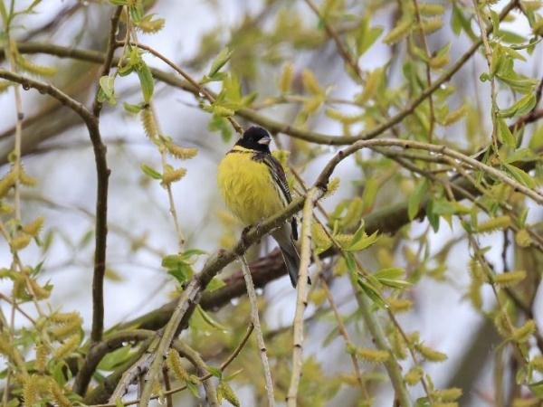 云南纳帕海省级自然保护区发现国家一级重点保护野生动物黄胸鹀