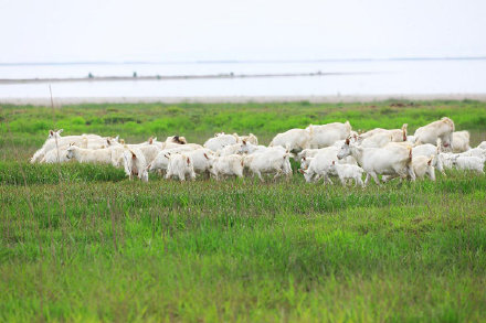 湖中生草原！南京石臼湖变身草海