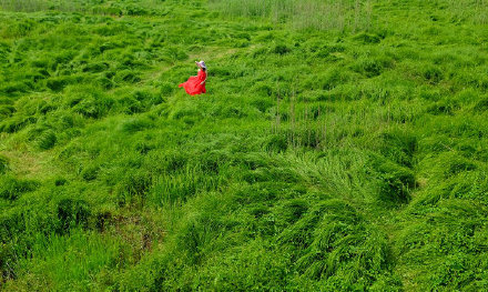 湖中生草原！南京石臼湖变身草海