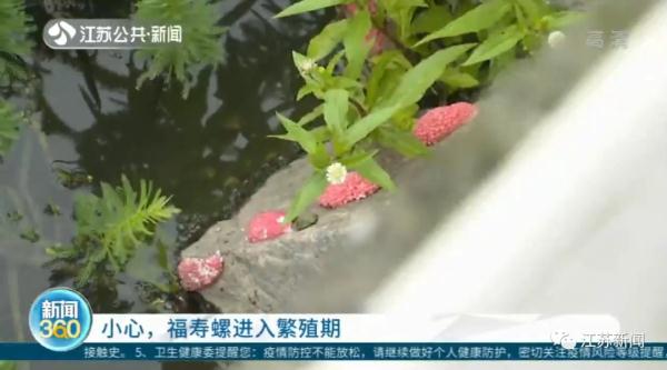 别碰别吃!这种螺进入繁殖期,体内寄生虫可高达6000条! 别碰别吃!这种螺进入繁殖期,体内寄生虫可高达6000条!