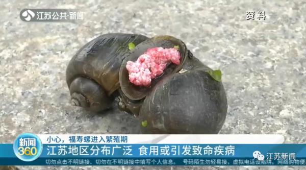 别碰别吃!这种螺进入繁殖期,体内寄生虫可高达6000条! 别碰别吃!这种螺进入繁殖期,体内寄生虫可高达6000条!