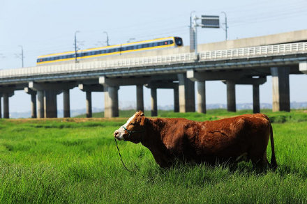 湖中生草原！南京石臼湖变身草海