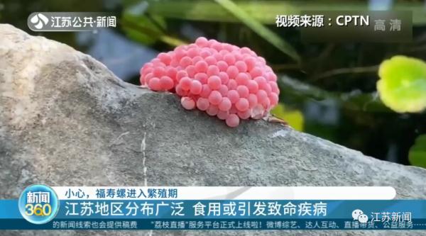 别碰别吃!这种螺进入繁殖期,体内寄生虫可高达6000条! 别碰别吃!这种螺进入繁殖期,体内寄生虫可高达6000条!