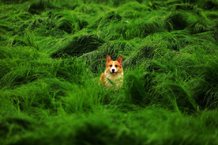 湖中生草原！南京石臼湖变身草海