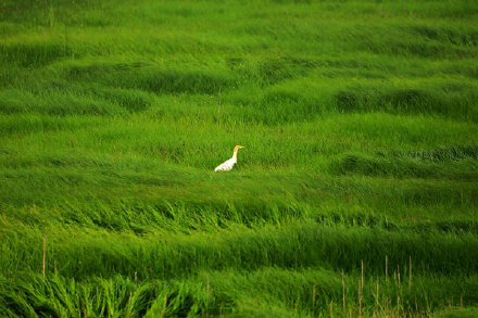 湖中生草原！南京石臼湖变身草海
