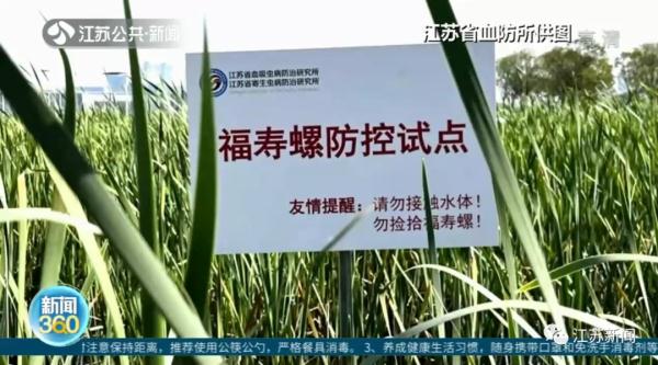 别碰别吃!这种螺进入繁殖期,体内寄生虫可高达6000条! 别碰别吃!这种螺进入繁殖期,体内寄生虫可高达6000条!