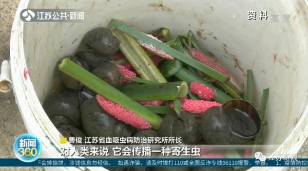 别碰别吃!这种螺进入繁殖期,体内寄生虫可高达6000条! 别碰别吃!这种螺进入繁殖期,体内寄生虫可高达6000条!