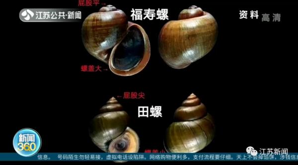 别碰别吃!这种螺进入繁殖期,体内寄生虫可高达6000条! 别碰别吃!这种螺进入繁殖期,体内寄生虫可高达6000条!