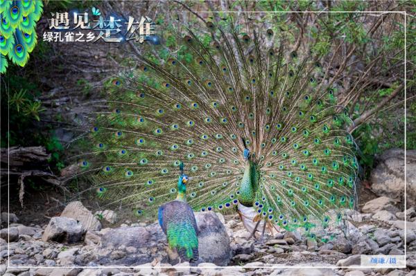 走进“绿孔雀之乡”，感受绿精灵的美！