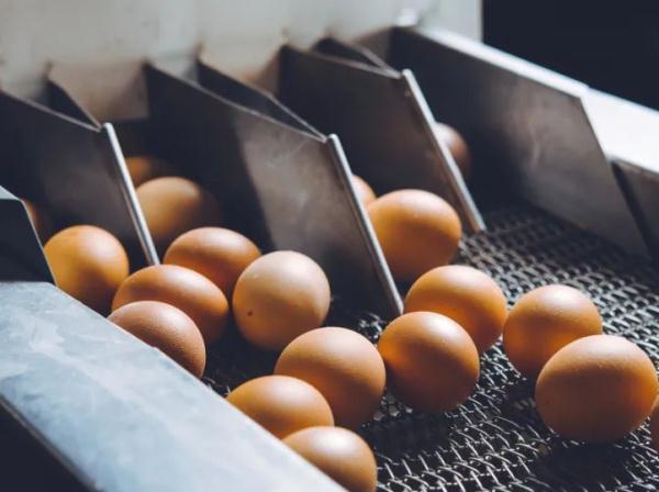 风很大的“无菌蛋”,真的无菌吗? 风很大的“无菌蛋”,真的无菌吗?