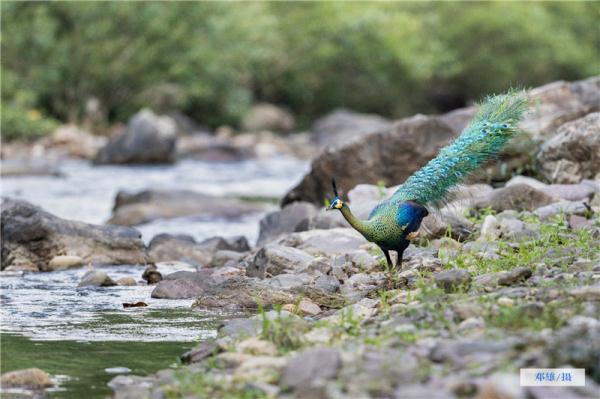 走进“绿孔雀之乡”，感受绿精灵的美！
