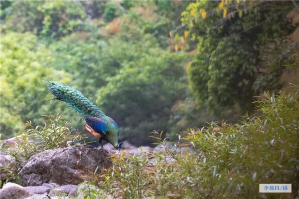 走进“绿孔雀之乡”，感受绿精灵的美！