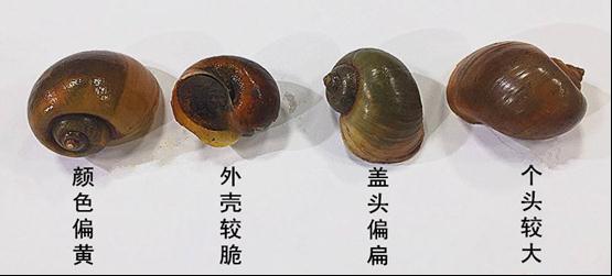 千万别碰！广东多地出现！该生物体内寄生虫多达6000条