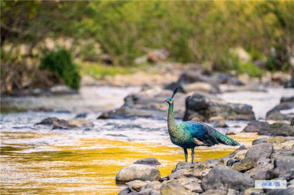 走进“绿孔雀之乡”，感受绿精灵的美！