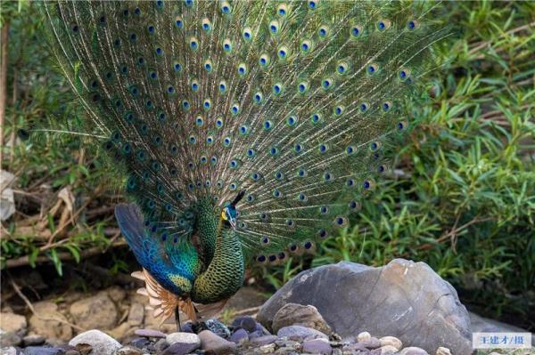 走进“绿孔雀之乡”，感受绿精灵的美！