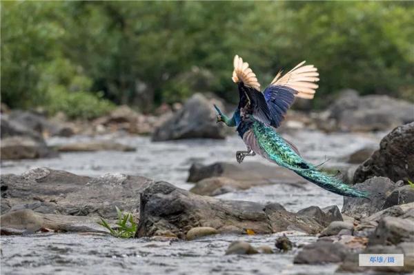 走进“绿孔雀之乡”，感受绿精灵的美！