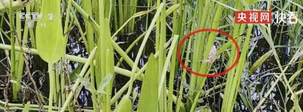 千万别碰！广东多地出现！该生物体内寄生虫多达6000条