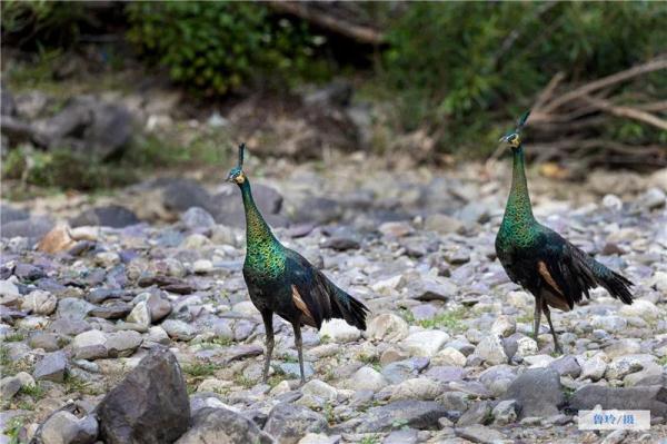 走进“绿孔雀之乡”，感受绿精灵的美！