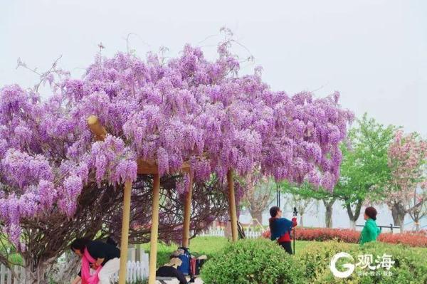 “五一”期间，这些青岛人，免费！