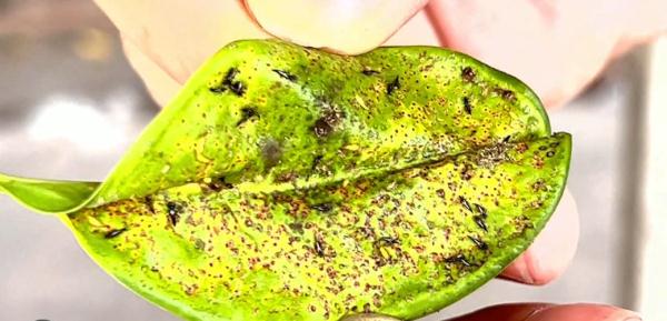 广东人注意，近期少穿这两种颜色衣服出门！